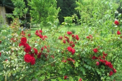 Amadeus, Marija, Gornja Radgona