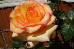 Aruba, Mladenka Nimac, Benkovac