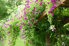 Blue Magenta, Mateja Kardaš, Petrinja