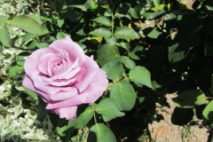 Blue Moon, Tereza Maslač