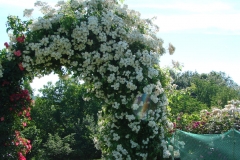 Bobie James, Ana Šego