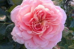 Concerto, Silvija Vugrinec