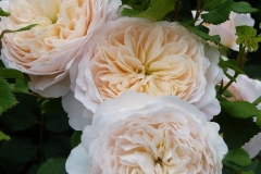 Crocus Rose, Mateja Kardaš, Petrinja