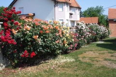 Dubravka Ambruš Štrk, Vinkovci