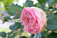 Eden Rose, Ivana Šibenik, Budaševo