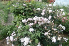 Fantin Latour, Nedjeljka Fak, Šumečani