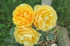 Graham Thomas, Marija, Gornja Radgona