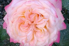 Kordes Jubilee, Silvija Vugrinec