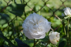 Mma Hardy, Ivana Šibenik, Budaševo