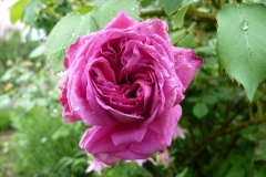 Mme Isaac Pereire, Mateja Kardaš, Petrinja