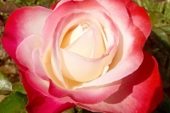 Nostalgie, Ilenija Krtić Sirotić, Grožnjan