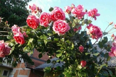 Parade, Silvija Vugrinec