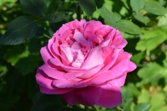 Paul Neyron, Ivana Šibenik, Budaševo