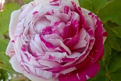 Variegata di Bologna, Ilenija Krtić Sirotić, Grožnjan