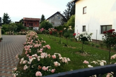 Zerdin Đurđica, Koprivnica