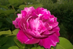 Baron Girod de I'ain; Darko Vlašić, Kutina