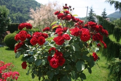 stablašica Lavaglut, Jasminka Malčić, Ivanec