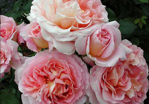 Abraham Darby