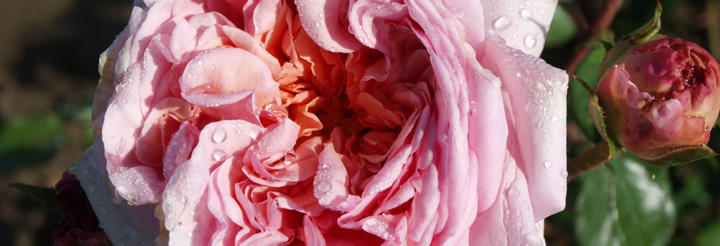 Abraham Darby