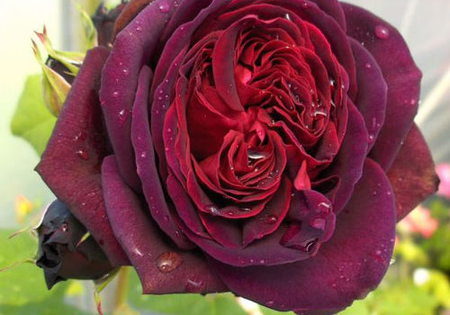 Astrid Grafin von Hardenberg