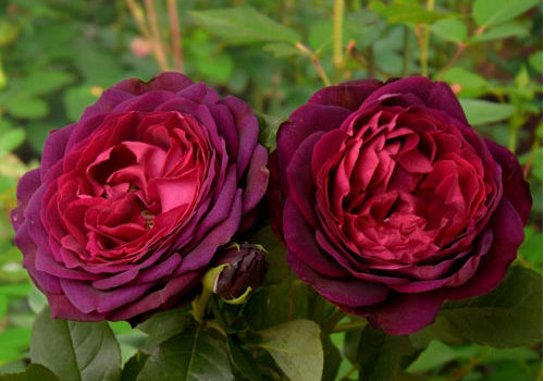 Astrid Grafin von Hardenberg