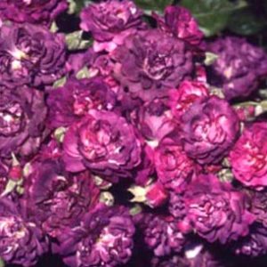 Blue Magenta