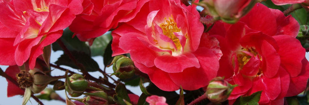 Fuchsia Meillandecor