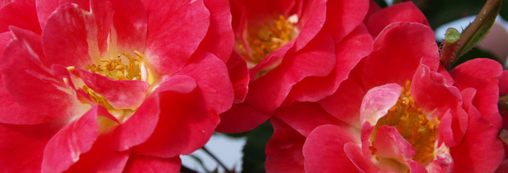 Fuchsia Meillandecor