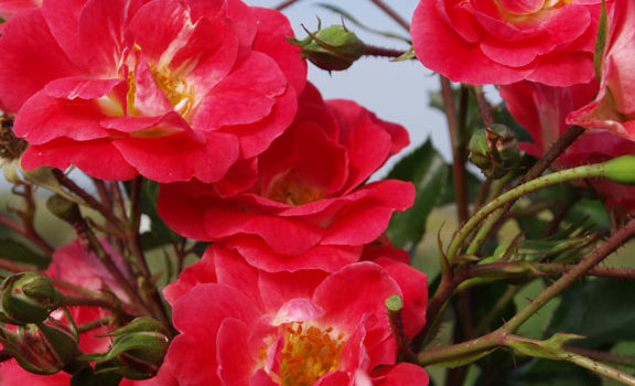 Fuchsia Meillandecor