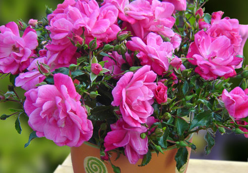 Palmengarten Frankfurt