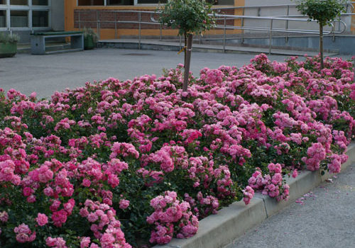 Palmengarten Frankfurt