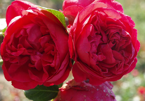 Red Eden Rose