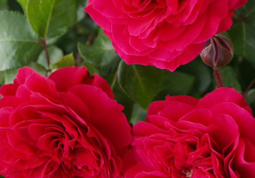 Red Leonardo da Vinci