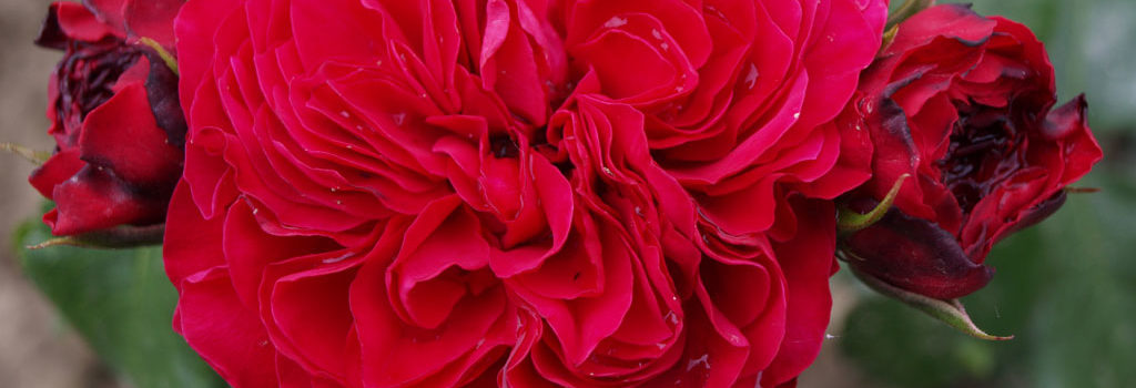 Red Leonardo da Vinci