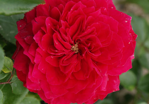 Red Leonardo da Vinci