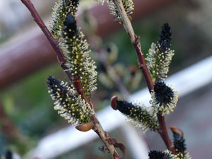 Salix - Kurome