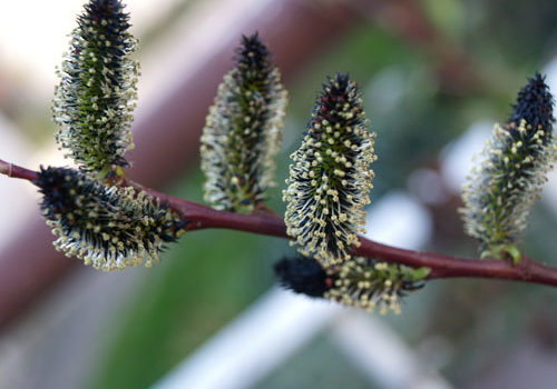 Salix - Kurome