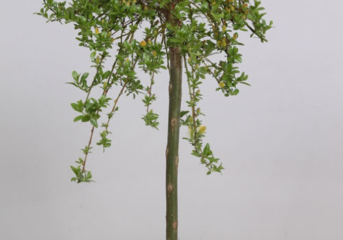 Salix arbuscula