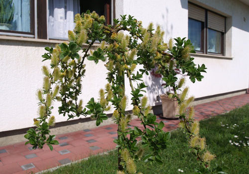 Salix arbuscula