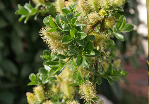 Salix arbuscula