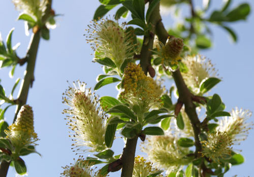 Salix arbuscula
