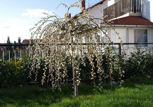 Salix caprea - Pendula