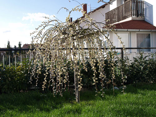 Salix caprea - Pendula