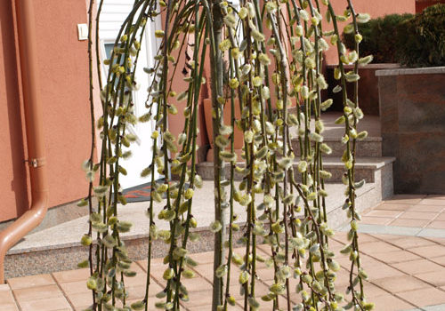 Salix caprea - Pendula