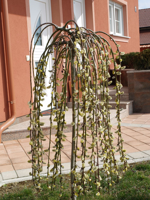 Salix caprea - Pendula
