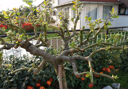 Salix caprea - Pendula