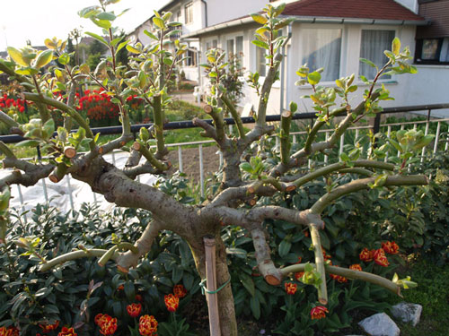 Salix caprea - Pendula