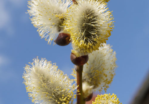 Salix caprea - Pendula