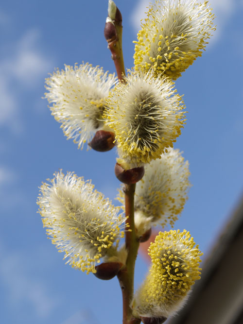 Salix caprea - Pendula