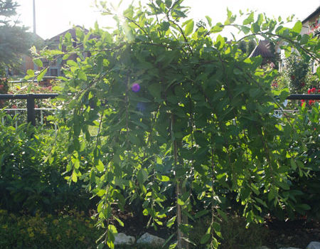 Salix caprea - Pendula